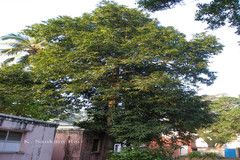 Polyalthia longifolia